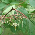 Alangium sp.fleur